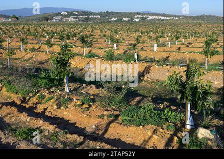 PORTUGAL, Algarve, Lagos, Avocado tree plantation with drip irrigation, avocado farming needs much water for irrigation / Avocado Anbau mit Tröpfchenbewässerung , fuer die Bewaesserung wird viel Wasser verbraucht Stock Photo