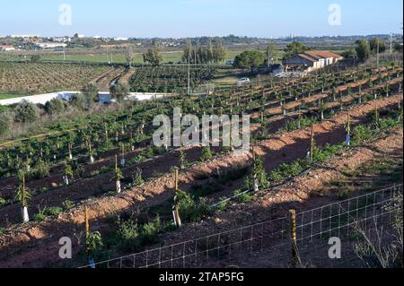 Portugal, Avocado farming PORTUGAL, Algarve, Lagos, Avocado tree plantation with drip irrigation, avocado farming needs much water for irrigation *** Avocado Anbau mit Tröpfchenbewässerung, fuer die Bewaesserung wird viel Wasser verbraucht Lagos Algarve Portugal Credit: Imago/Alamy Live News Stock Photo