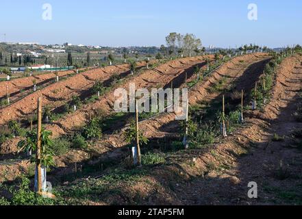 Portugal, Avocado farming PORTUGAL, Algarve, Lagos, Avocado tree plantation with drip irrigation, avocado farming needs much water for irrigation *** Avocado Anbau mit Tröpfchenbewässerung, fuer die Bewaesserung wird viel Wasser verbraucht Lagos Algarve Portugal Credit: Imago/Alamy Live News Stock Photo