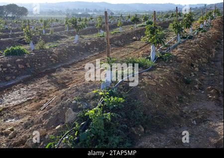 Portugal, Avocado farming PORTUGAL, Algarve, Lagos, Avocado tree plantation with drip irrigation, avocado farming needs much water for irrigation *** Avocado Anbau mit Tröpfchenbewässerung, fuer die Bewaesserung wird viel Wasser verbraucht Lagos Algarve Portugal Credit: Imago/Alamy Live News Stock Photo