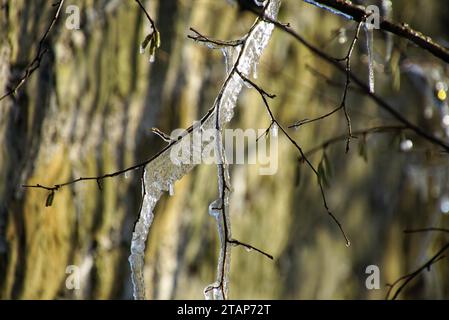 Frostige Zweige im Winter Stock Photo