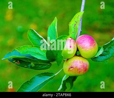 Hanging Apples Stock Photo