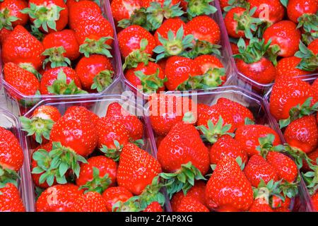 fruits et legumes sur un etalage de marché - fruit and vegetables on a market display Stock Photo