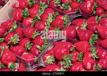 fruits et legumes sur un etalage de marché - fruit and vegetables on a market display Stock Photo