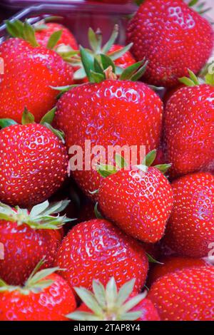 fruits et legumes sur un etalage de marché - fruit and vegetables on a market display Stock Photo