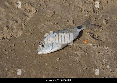 Dorado Fish was caught by a fisherman in the sea and lies on the shore covered with sand. Stock Photo