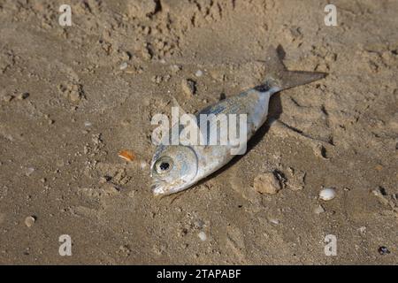 Dorado Fish was caught by a fisherman in the sea and lies on the shore covered with sand. Stock Photo