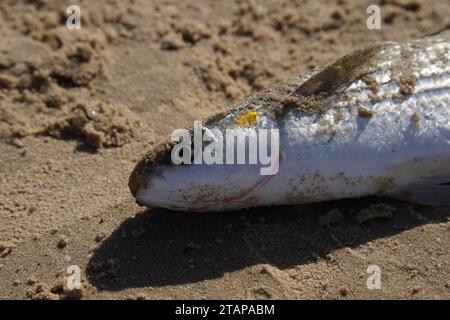 Mullet fish was caught by a fisherman in the sea and lies on the shore covered with sand. Stock Photo