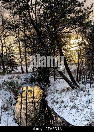The afternoon sun shines through a stand of trees on the snowy banks of a small creek reflecting golden in the water's surface Stock Photo