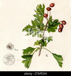 Hawthorn Crataegus monogyna,  (biology book, 1884), Eingriffeliger Weißdorn Stock Photo