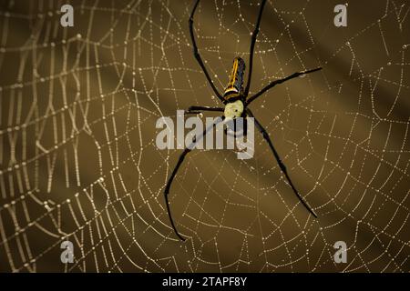 Large female golden silk orb spider and her web. Stock Photo