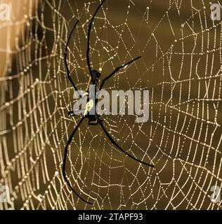 Golden silk orb weaver perching on its web full of dew drops with grey background Stock Photo