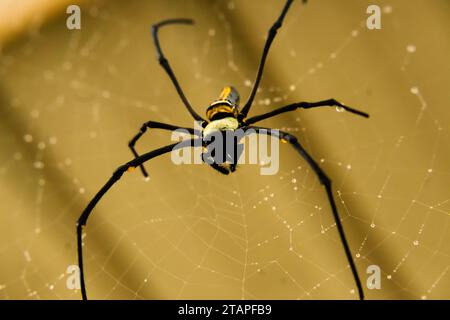 Large female golden silk orb spider and her web. Stock Photo