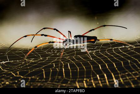 A female Golden Silky Orb Weaving Spider waiting on her web Stock Photo