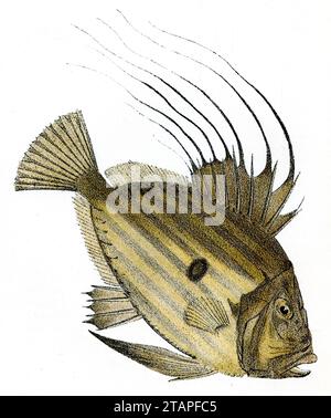 Dory Zeus faber,  (zoology book, 1909), Petersfisch Stock Photo