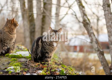 Pet cats outdoors in the countryside Stock Photo