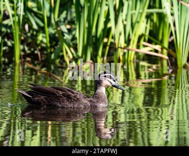 A Pacific Black Duck (Anas superciliosa) swimming in a reed swamp. New South Wales, Australia. Stock Photo