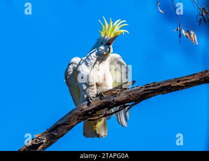 A Sulphur-crested Cockatoo (Cacatua galerita) display on a branch. Australia. Stock Photo