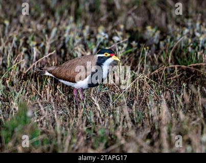 A Banded Lapwing (Vanellus tricolor) hidding in grass at night. New South Wales, Australia. Stock Photo