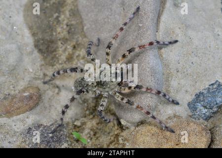 Spider lycosa hunting on the stone near the river Stock Photo
