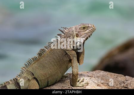 Closeup of Green Iguana (Iguana iguana) on the island of Aruba. Standing on a rock ledge, looking at the camera, ocean in background. Stock Photo