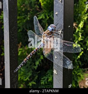 Blue-eyed darner dragonfly (Rhionaeschna multicolor) sunning itself on a black metal fence post Stock Photo