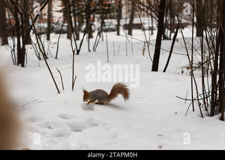 Squirrel hides nuts winter snow. A nimble brown squirrel in the park found nuts and hid it. Feeding urban animals. The concept of caring and kindness. Stock Photo