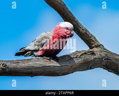 A bright pink Galah (Eolophus roseicapilla) perched on abranch. Victoria, Australia. Stock Photo