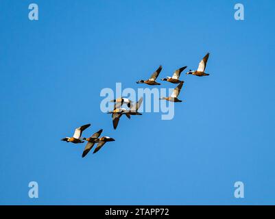 A flock Australian Shelduck (Tadorna tadornoides) flying over blue sky. Victoria, Australia. Stock Photo