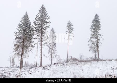 Site of logging on a cloudy winter day with remnants of trees in the forest Stock Photo