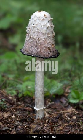 Mushroom Shaggy ink cap (Coprinus comatus), Valais, Switzerland Stock Photo