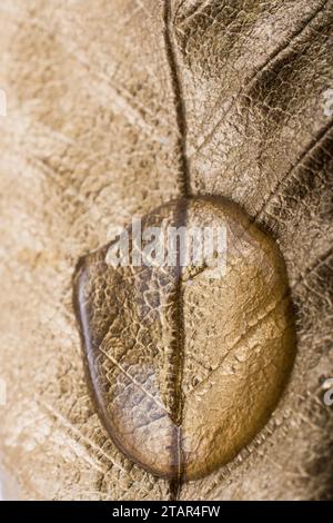 Water drops found on a gold color painted leaf Stock Photo