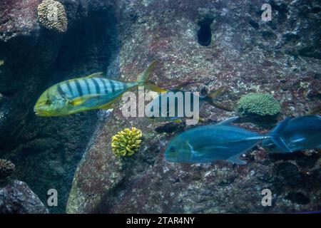 Beautiful colorful fish swims in the aquarium environment Stock Photo