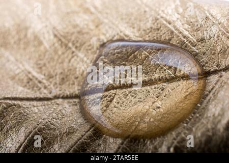 Water drops found on a gold color painted leaf Stock Photo