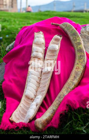 vertical photo of two guavas, one closed and the other open with the fruit inside, resting on a fuchsia-colored veil on a stone in the mountains Stock Photo