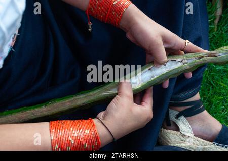 overhead shot of an indigenous girl from Latin America peeling a large guanba with her hands, you can see the white, hairy fruit inside. guava day Stock Photo