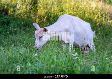 A white goat grazing on green meadow at sunny day. Stock Photo