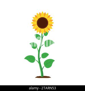 Sunflower with green leaves in flat style isolated on white background. Vector Illustration Stock Vector
