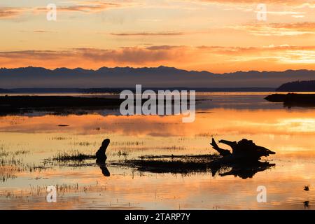 Shorebirds on log watch glowing sunset behind distant Olympic Mountains which reflects in Skagit Bay water Stock Photo