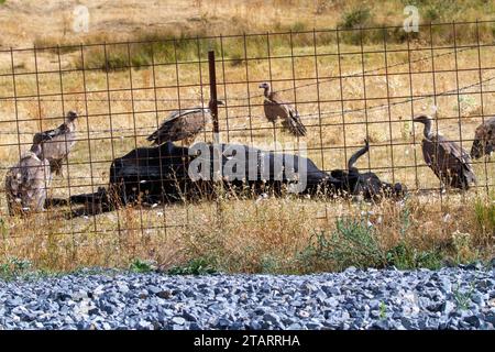 Eurasian Griffon Vultures (Gyps fulvus) feeding on a dead cow in the Spanish countryside Stock Photo