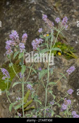 Horsemint, Mentha longifolia in flower by stream. Stock Photo