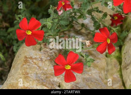 Crimson phlox, Jamesbrittenia bergae in flower. A rare plant from the Limpopo area, South Africa. Stock Photo