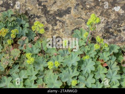 Dwarf lady's mantle, Alchemilla erythropoda, south-east Europe. Stock Photo