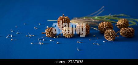 Christmas background of pine cones on blue background Stock Photo