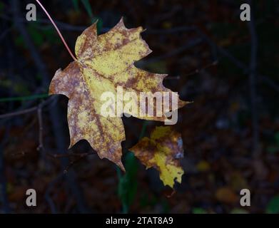 Maple leaf  with mold on tree branch. Quebec,Canada Stock Photo