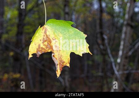 Maple leaf hanging from a tree branch in the Autumn.Quebec,Canada Stock Photo