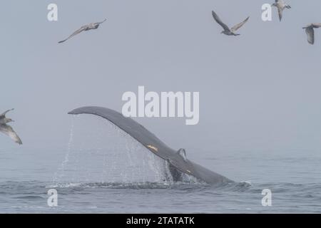 Feeding time. Humpback whales displaying its fluke while feeding on the surface, competing with seagulls, on a foggy day in late fall off northern Van Stock Photo