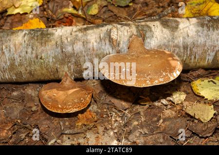 Fomitopsis betulina fungus growing on a fallen birch tree trunk. Quebec,Canada Stock Photo