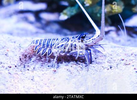 Panulirus versicolor also named as painted lobster, common rock lobster, bamboo lobster and blue spiny lobster in aquarium in Thailand Stock Photo