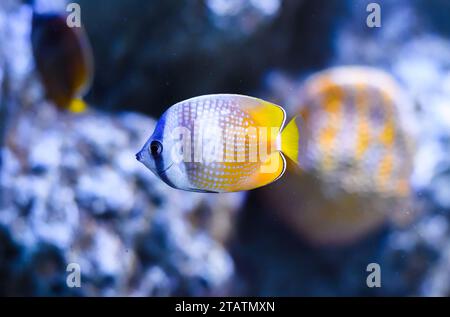 The sunburst butterflyfish (Chaetodon kleinii) known as black-lipped butterflyfish, blacklip butterflyfish or Klein's butterflyfish in Thailand Stock Photo